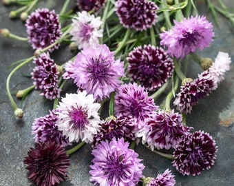 Annual | CENTAUREA Classic Magic Mix | 50-60 Seeds | Attracts Butterflies, Bees, Pollinators | Organic, Fresh Seed