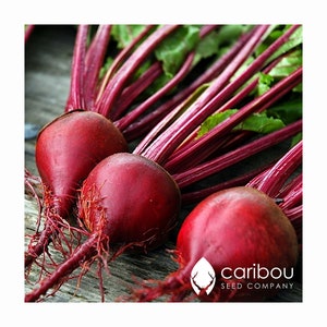 VEGETABLE: BEET 30-40 Seeds (Green Top Bunching)   Fresh Seed, High Quality & Organic - GMO Free
