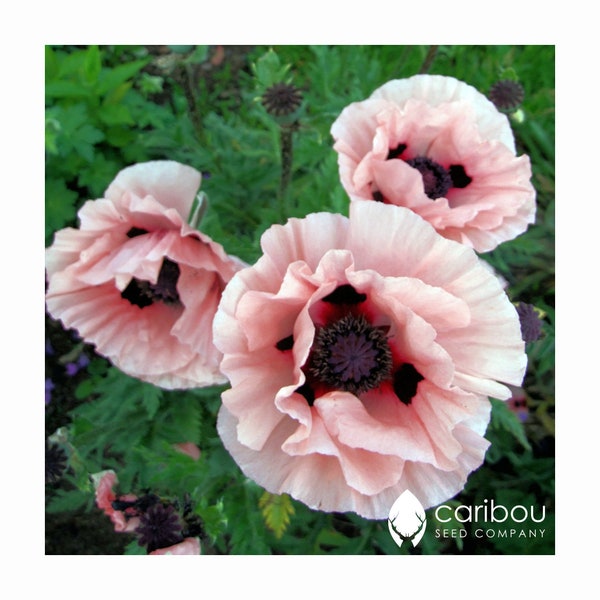 Perennial | POPPY 'ORIENTAL' | 100 Seeds | Blush, Hot Pink, White Blooms | Colorful Beauty | Easy To Grow | High Germination, Fresh Seed