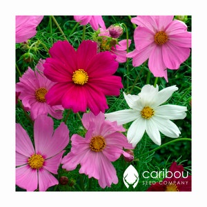 ANNUAL: COSMOS SENSATION Mix 50 Seeds, Nice Blooms - Attracts Butterflies & Bees- Fresh Seed, High Quality and Germination