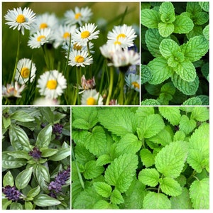 Peut inclure: Un collage de quatre types d'herbes différentes : des marguerites, de la menthe verte, de la mélisse et du basilic.