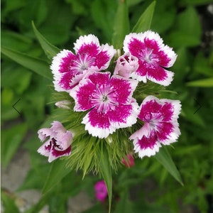VRAC | Graines de Marguerite Géante SWEET WILLIAM | 5 grammes | 4500 graines | Fleurs roses, roses, rouges | Haute germination | Graine fraîche