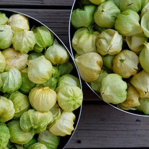 野菜 | TOMA VERDE TOMATILLO | 35～40 粒 | 伝統品種、オーガニック種子 | メキシコ料理