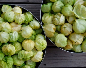 Vegetable | TOMA VERDE TOMATILLO | 35-40 Seeds | Heirloom, Organic Seed | Mexican Cuisine