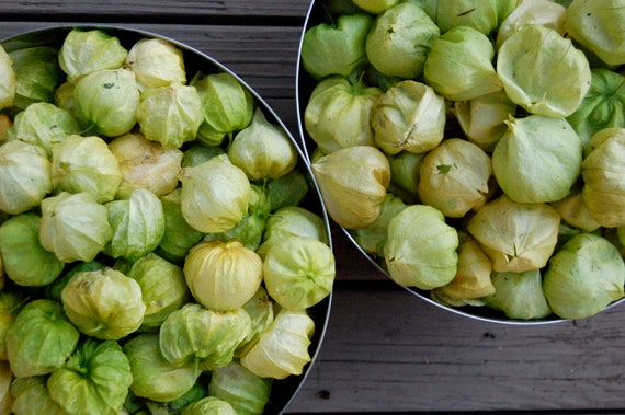 Gemse-| TOMA VERDE TOMATILLO | 35-40 Samen | Erbstck, Bio-Saatgut |  Mexikanische Kche - Etsy Schweiz