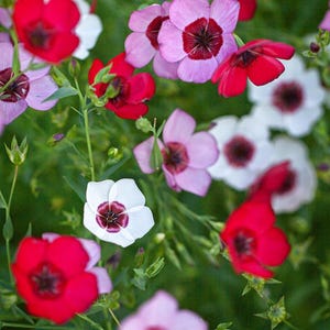 PERENNIAL |  Linum/Flax | &#39;Tricolor Mix&#39; | 50-60 Seeds | Drought Resistant | Mass Plantings | Long Lasting Blooms