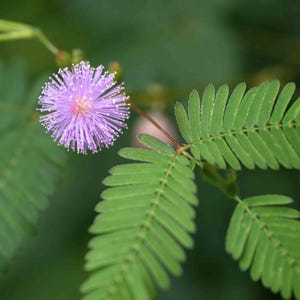 Caribou Seed Company | 'Sensitive Plant' MIMOSA | 25-30 seeds | Novelty Flower | Sensitive to Touch - Leaves Fold/Close!