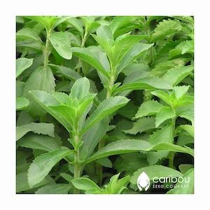 HERB | STEVIA | 50 Organic Herb Seeds | Natural Sweetener, Medicinal Tea | Fresh Herb Seed | High Quality Seed | Great Germination