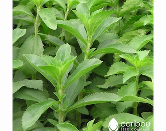 HIERBAS / STEVIA / 50 semillas de hierbas orgánicas / Edulcorante natural, té medicinal / Semillas de hierbas frescas / Semillas de alta calidad / Gran germinación