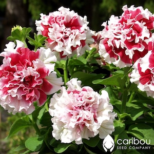 Caribou Seed Company: Cascade RED PIROUETTE *30-35 Seeds* Huge, Double Blooms, High Germination