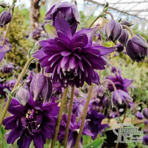 PERENNIAL | Purple Barlow COLUMBINE Seeds | 20 Seeds | 3 Feet Tall | Aquilegia | Fresh Seed