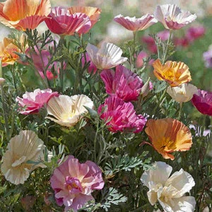 ANNUAL |  Thai Silk POPPY | 100 Seeds | Pastel Pink,White,Yellow, Orange Flowers | Easy To Grow Seed | High Germination, Fresh Seed