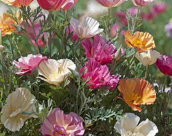 ANNUAL |  Thai Silk POPPY | 100 Seeds | Pastel Pink,White,Yellow, Orange Flowers | Easy To Grow Seed | High Germination, Fresh Seed