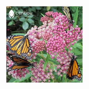 Perennial | ORGANIC SWAMP MILKWEED | 20 Seeds | Attracts Monarch Butterflies & Caterpillars | Natural Monarch Habitat | Fresh Seed