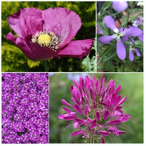 Caribou Seed Company | PURPLE PASSION Garden | Seed Kit | 4 Packets | Purple Alyssum, Matthiola, Hungarian Poppy, Purple Cleome