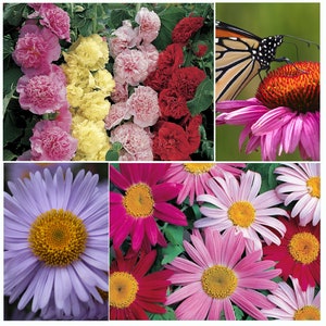 PERENNIALLY YOURS Garden by Caribou Seed Company | Includes 4 Flowers | Hollyhock, Echinacea, New England Aster, Pyrethrum Daisy |Fresh Seed