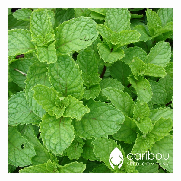 KRUID: SPEARMINT - 100+ Biologische Zaden - Medicinale Thee, Cosmetisch gebruik - Vers Zaad