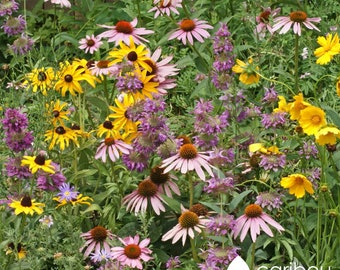 WILDFLOWER: Bird & Butterfly Mix - 100+ Seeds  - Attracts Songbirds, Butterflies - Organic, Fresh, High Quality Seed