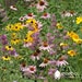 see more listings in the Perennials section