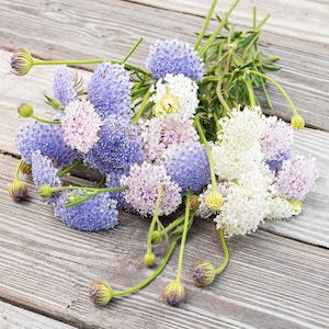 May include: A collection of Scabiosa flowers in shades of purple, pink, and white. The flowers have a spherical form and are arranged with green stems and buds. The arrangement is set against a rustic wooden surface.