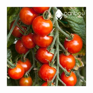 BULK VEGETABLE | Cherry TOMATO Seed | 2 grams | 400-500 seeds | Fresh Organic Seed, gmo Free - Extremely Sweet Fruit