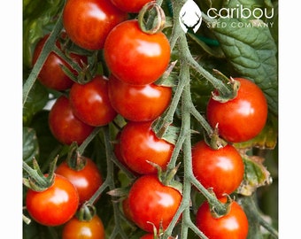 ORTAGGIO: POMODORO CILIEGINO Seme *50 Semi* Semi Biologici Freschi, Ogm Free - Frutta Estremamente Dolce