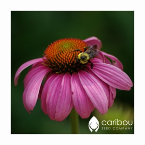 PERENNIAL | Purple Coneflower | ECHINACEA | 30 Seeds | Butterfly Garden | Rudbeckia purpurea | Fresh, Organic Seeds