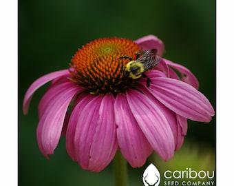 Vaste plant | Paarse zonnehoed | ECHINACEA | 30 zaden | Vlindertuin | Rudbeckia purpurea | Verse, biologische zaden