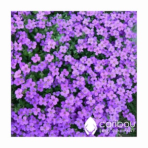 PERENNIAL Rainbow ROCK CRESS 100 Seeds Spreading Habit Excellent Groundcover Deer Resistant Fresh Organic Seed image 2