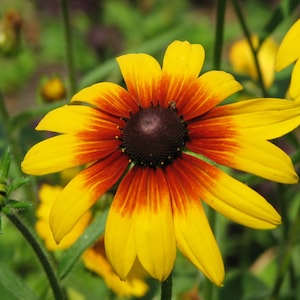Perennial | GLORIOSA DAISY | 60 - 70  Seeds | Rudbeckia hirta | 7 Color Mix | Cut Flower |High Germination | Fresh, Organic Seed