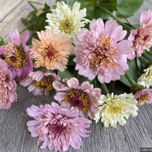ANNUEL | ZINNIA « Pêches et crème » | 50-60 graines | Nuances de pastel |  | Pêche, crème, jaune et abricot | Attire les papillons et les abeilles