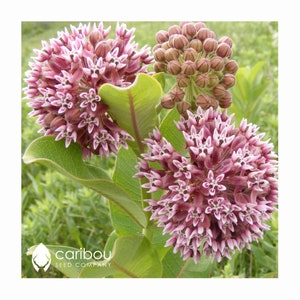 Perennial | ORGANIC SHOWY MILKWEED | 20 Seeds  |  Attracts Monarch Butterflies To Feed & Lay Eggs | Fresh, Organic, Pure Seed