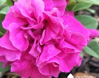 Caribou Seed Company: Cascade PINK PETUNIA *35 - 40 nasion* - Ogromne, podwójne kwiaty, gwarancja świeżych nasion