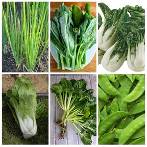 Aromen Asiens/chinas von Caribou Seed Company | 1 Kraut, 5 Gemüsesamen | Knoblauch Schnittlauch, Bopak Choi, Toy Choy, Gai Lan, Tatsoi/Tah Tsai