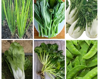 FLAVOURS OF ASIA by Caribou Seed Company | 1 Herb, 5 Vegetables Seeds | Garlic Chives, Bopak Choi, Toy Choy, Gai Lan, Tatsoi/Tah Tsai