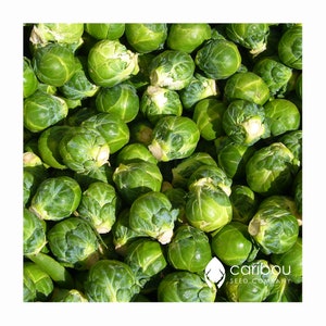 VEGETABLE: 'Catskill BRUSSEL SPROUTS' 50-60 Semi di cimeli - freschi, di alta qualità e biologici