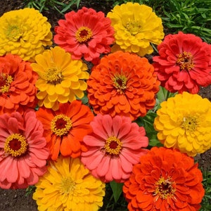 ANNUAL | 'Fruity Beauty' ZINNIA | 50 Seeds | Large Beautiful Blooms | Attracts Butterflies, Bees, Hummingbirds | Cutflower For Arrangements