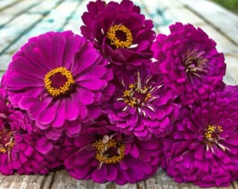 Anual | PRÍNCIPE ROXO ZINNIA | 30-40 Sementes | atrai borboletas, abelhas e flores cortadas para arranjos | Resistente a cervos | Semente Fresca