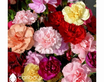 PERENNIAL | Carnation Chabaud Mix | 70-80 Seeds | Large Blooms | 6 Different Colors | Extremely Fragant | Clove-like Fragrance
