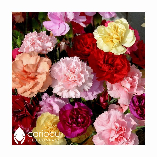 PERENNIAL | Carnation Chabaud Mix | 40-50 Seeds | Large Blooms | 6 Different Colors | Extremely Fragant | Clove Fragrance