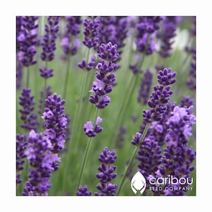 Vaste plant | BIO LAVENDEL Zaad | 100 Zaden | Geurige pieken van paarse bloemen | Extreem geurig | Vers biologisch, erfstukzaad