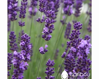 Vaste plant | BIOLOGISCH LAVENDELzaad | 120-140 zaden | Geurige pieken van paarse bloemen | Extreem geurig | Vers biologisch erfstukzaad