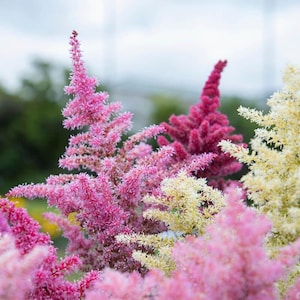 PERENNIAL | ASTILBE &#39;Rhapsody Mix | Dark Pink, Pink and White Blooms | Gorgeous Feathery, Plume-like Blooms | Attracts Pollinators