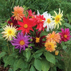 PERENNIAL | DAHLIA &#39;Cactus Mix&#39; | Red, Yellow, Pink, Orange, White | 20-25 Seeds | Easy to Grow | Cut Flower | Attracts Pollinators