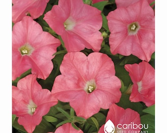Caribou Seed Company | Nasiona Petunii Easy Wave CORAL REEF | Odmiana rozłożysta/pnąca | Świeże nasiona | 10 nasion