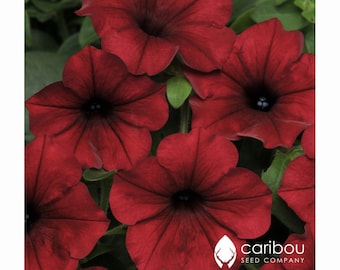 Caribou Seed Company: TIDAL WAVE 'Red Velour' Petunia Seeds - Trailing/Spreading Petunia, Mass of Blooms!  Alta Calidad y Fresco (10 semillas)