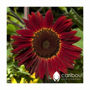 Annual: VELVET QUEEN SUNFLOWER - 40 seeds - 6 Ft. Tall, Crimson Red Sunflower, Attracts Bees & Pollinators *Organic*