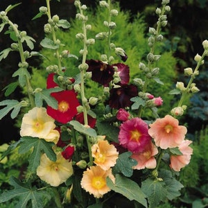 PERENNIAL / Hollyhock LAS VEGAS Mix / 20 Semillas / Alcea osea ficifolia / Flor cortada, Jardín de Mariposas