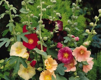 PERENNIAL | Hollyhock LAS VEGAS Mix | 20 Seeds | Alcea osea ficifolia | Cut Flower, Butterfly Garden