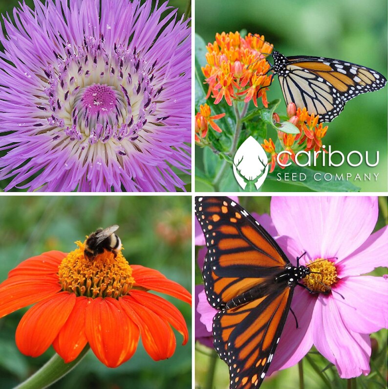 Save 25 MONARCH BUTTERFLY GARDEN Seed Kit 4 Flowers Etsy